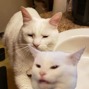 Meet your Posher, Laura d